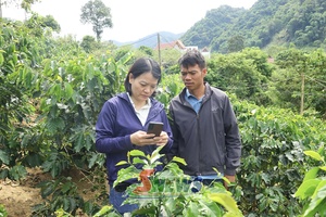 '50 training courses launched to build database of coffee-growing areas