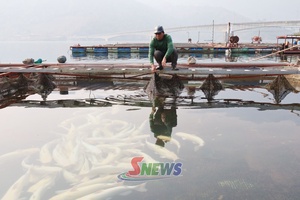'Sir zôngv tâu jông têx zav muôx txơưv hâur pak đêx Quỳnh Nhai