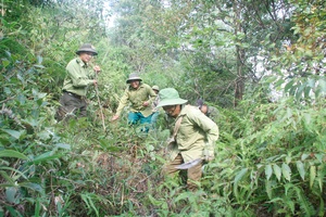 Tăng cường quản lý, bảo vệ và phát triển rừng