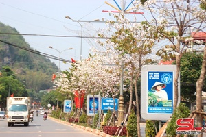 Sơn La, thành phố hoa ban