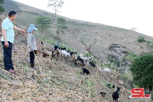 'Phát triển chăn nuôi theo hướng bền vững