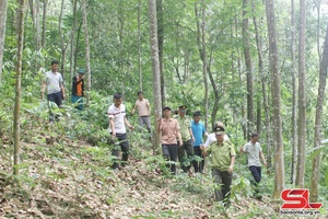 'Nâng cao năng lực quản lý nhà nước về rừng và đất lâm nghiệp