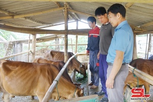 Chủ động phòng, chống dịch bệnh trên đàn vật nuôi