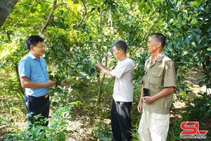 Tập trung lãnh đạo nhân dân phát triển kinh tế