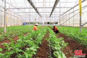 'Mộc Châu mở rộng diện tích trồng rau an toàn