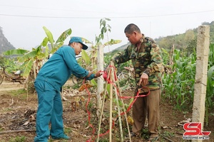 'Phong trào trồng cây, trồng rừng ở Mai Sơn