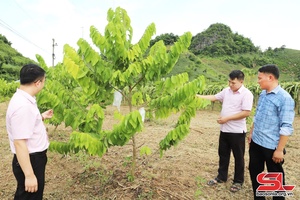 Nhiều nguồn vốn hỗ trợ nông dân phát triển sản xuất