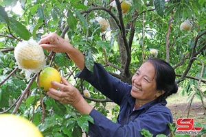 Cây trồng mới ở Bon Phặng