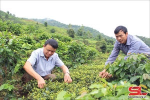 'Phổng Lập chuyển đổi cơ cấu cây trồng