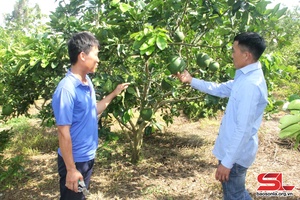 'Tuổi trẻ Yên Châu xung kích phát triển kinh tế