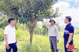 'Cây mắc ca trên đất Quỳnh Nhai