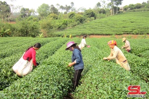 'Thực hiện tiêu chí thu nhập trong xây dựng nông thôn mới