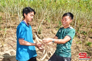 'Sốp Cộp mở rộng diện tích trồng sắn cao sản