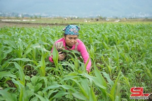 Phù Yên trồng cây vụ đông