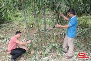 'Phiêng Ban giảm nghèo bền vững