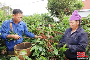 'Mai Sơn vào vụ thu hái cà phê