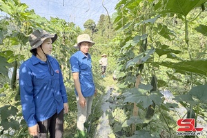 'Làm giàu từ mô hình trồng bí xanh