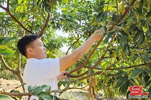 'Làm giàu từ mô hình kinh tế vườn đồi