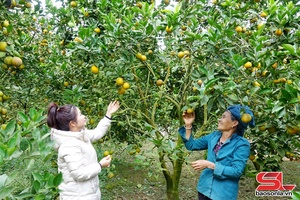 'Đảng bộ xã Phiêng Cằm nâng cao sức chiến đấu của các chi bộ cơ sở