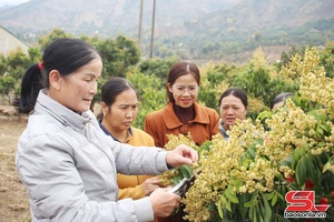 'Nà Nghịu không còn hộ hội viên phụ nữ nghèo