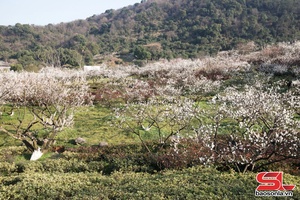 'Giấc xuân dịu dàng