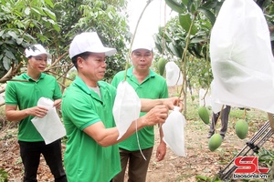 'Mường La đưa cây ăn quả lên vùng đất dốc