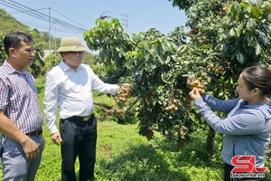 '“Đảo chiều” mùa vụ, cho quả ngọt bốn mùa