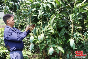'Sông Mã chăm sóc xoài xuất khẩu