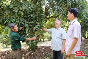 'Vai trò của HTX trong sản xuất, tiêu thụ nông sản