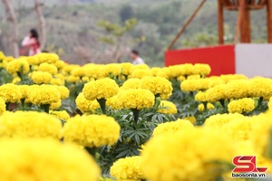 'Giai điệu mùa hạ