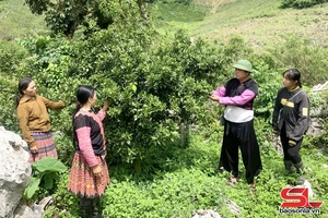 'Vân Hồ phát triển các vùng cây ăn quả tập trung