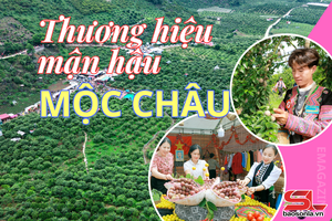 'Thương hiệu mận hậu Mộc Châu