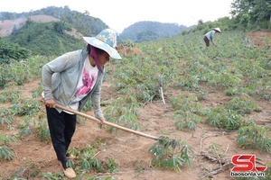 'Nông dân Sốp Cộp chăm sóc cây trồng trên nương