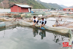 'Nghề nuôi cá lồng ở Mường Khiêng