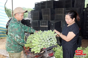 'HTX kết nối tiêu thụ nông sản địa phương
