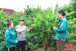 'Nông dân Chiềng An thi đua phát triển kinh tế
