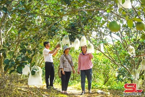 'Nông dân thi đua sản xuất, kinh doanh giỏi