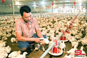 'Làm giàu từ mô hình nuôi gà công nghiệp