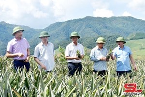'Nhãn hiệu chứng nhận “Dứa Sơn La”