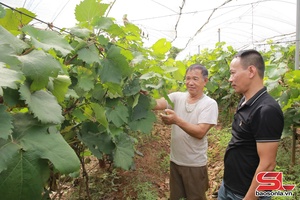 'Sản xuất nông nghiệp theo hướng xanh, sạch, an toàn