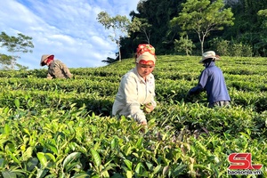 'Tô Múa nâng cao thu nhập cho nhân dân