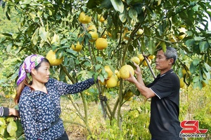 'Đòn bẩy tài chính giúp nông dân thoát nghèo