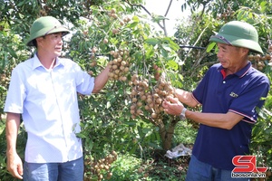 'Mai Sơn phát huy vai trò hợp tác xã
