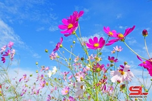 'Khúc tráng ca vang mãi mỗi thu về