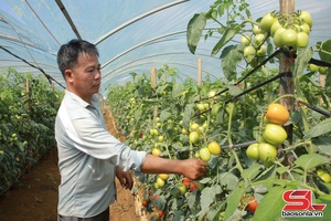 'Trồng rau trái vụ ở Mộc Sơn
