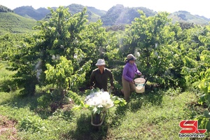 'Mùa na Mai Sơn