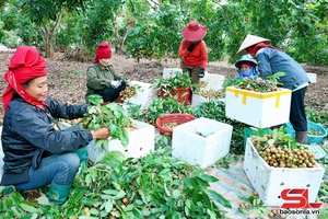 'Chủ động đầu ra cho sản phẩm nhãn