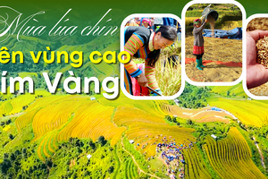 Mùa lúa chín trên vùng cao Xím Vàng