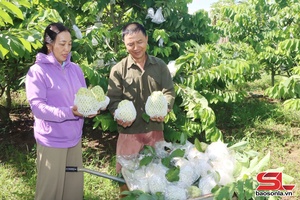 'Nông dân Mai Sơn sản xuất, kinh doanh giỏi