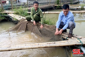 'Phát triển nghề nuôi cá lồng